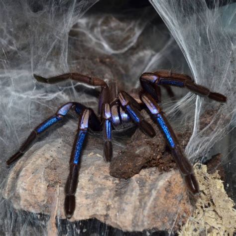 electric blue tarantula diet